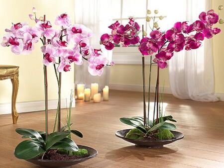 Почему орхидеи не цветут в домашних условиях: причины и решения